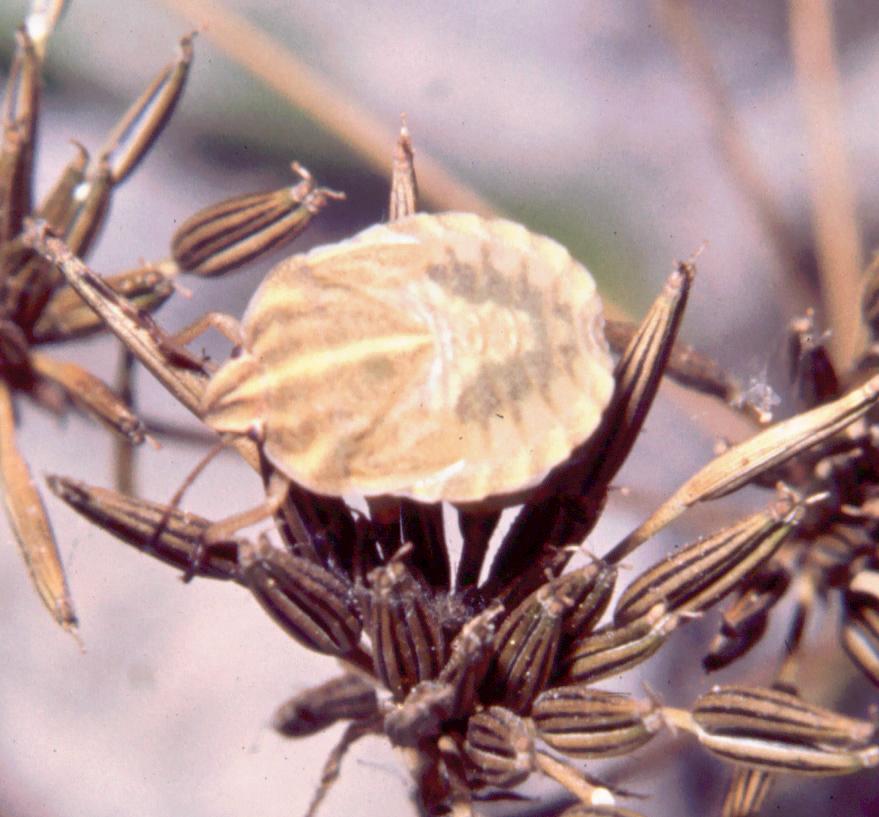 Graphosoma italicum